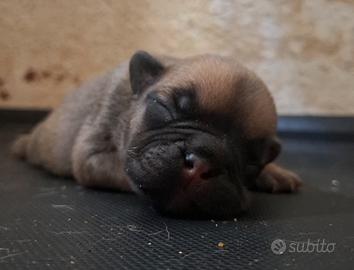 bulldog  francese 