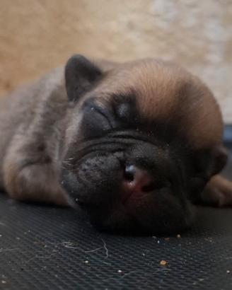 bulldog  francese 