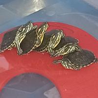 Tartarughine d acqua