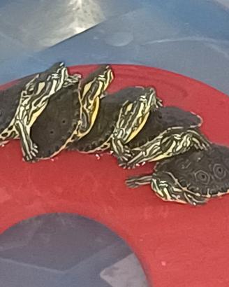 Tartarughine d acqua