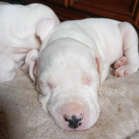 Dogo argentino cuccioli