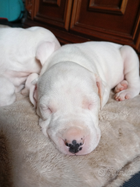 Dogo argentino cuccioli