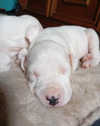 Dogo argentino cuccioli