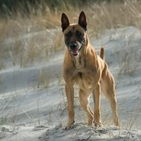 Cuccioli pastore belga malinois