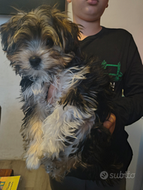 Cucciolo Morkie