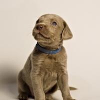 Weimaraner