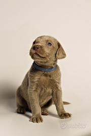 Weimaraner