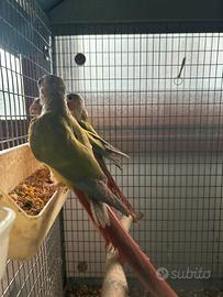 Pyrrhura molinae pineapple