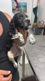 Cuccioli breton