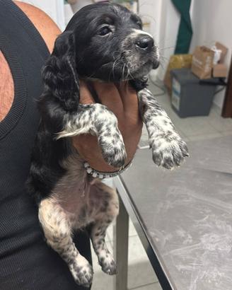 Cuccioli breton