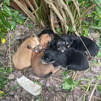 Cuccioli cane meticci
