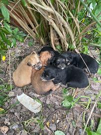 Cuccioli cane meticci