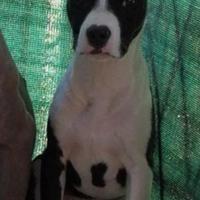 Cucciolo di AMERICAN PITBULL TERRIER