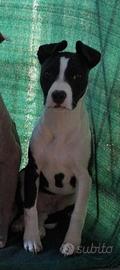 Cucciolo di AMERICAN PITBULL TERRIER