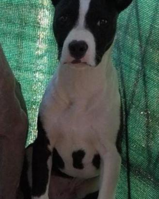 Cucciolo di AMERICAN PITBULL TERRIER