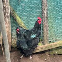Coppia Australorp