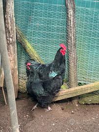 Coppia Australorp