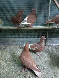 Piccioni
