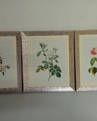 Stampe Redoute' Roses