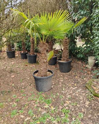 Palme