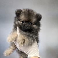 Cuccioli SPITZ DI POMERANIA (mini toy)