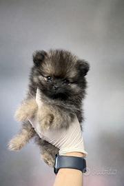 Cuccioli SPITZ DI POMERANIA (mini toy)