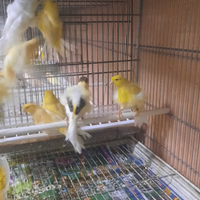 Canarini arricciati del nord,nostrani ,fiorini