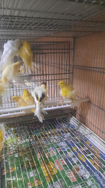 Canarini arricciati del nord,nostrani ,fiorini