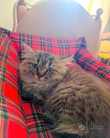 Splendida gattina persiana tigrata