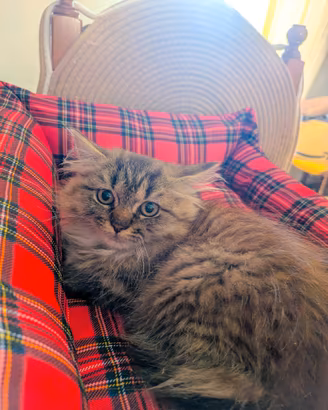 Splendida gattina persiana tigrata