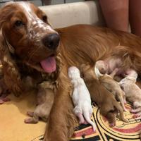 Cani cocker espaniel