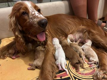 Cani cocker espaniel