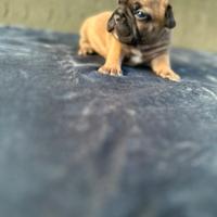 Bulldog francese blu and tan