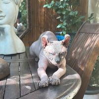 Gatto Sphynx