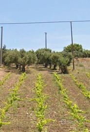 Terreno agricolo