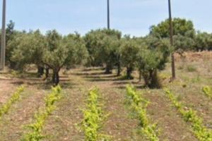Terreno agricolo