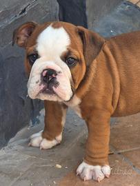 Cuccioli di bulldog inglese