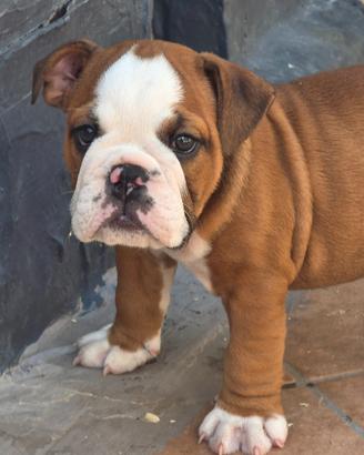 Cuccioli di bulldog inglese