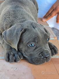cane corso maschio
