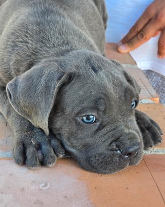 cane corso maschio