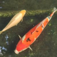 Carpa Koi