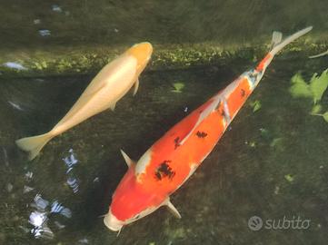 Carpa Koi