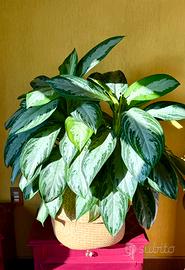 Aglaonema Silver Bay XXL