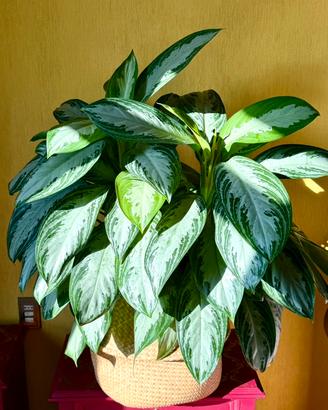Aglaonema Silver Bay XXL