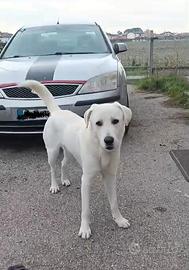 Mix labrador