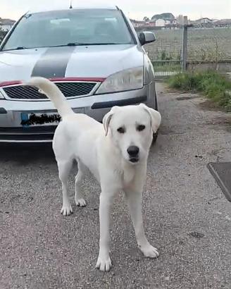 Mix labrador