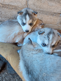 Cuccioli siberian husky