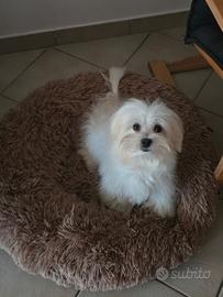 Maltese con pedigree disponibile per monta
