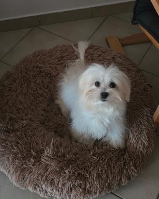 Maltese con pedigree disponibile per monta