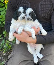 Cuccioli Setter Inglese ( 2 maschi+ 1 femmina )